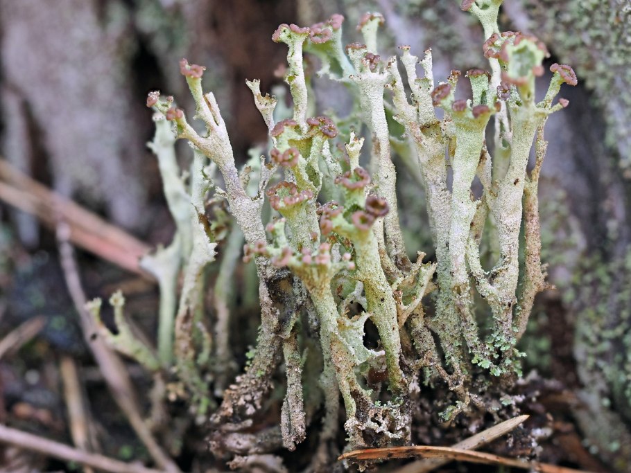 Кладония крыночковидная