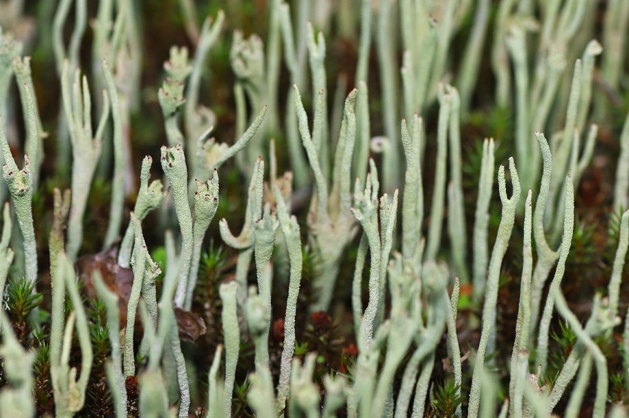 Кладония Флерке