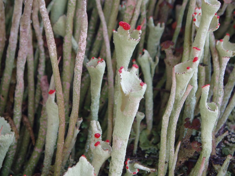 Апотеции кладонии