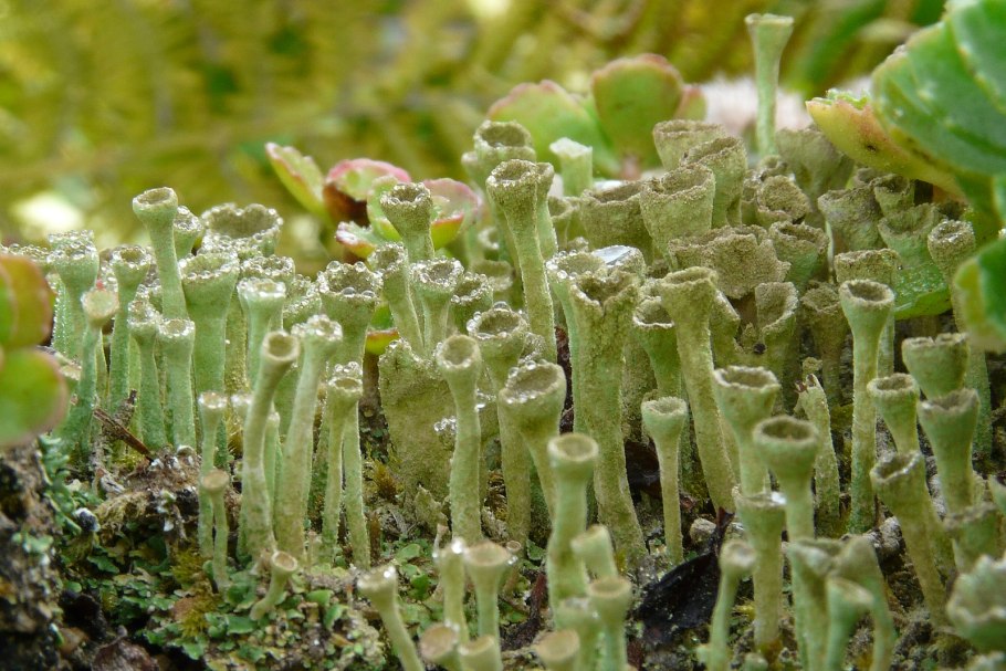 Кладония фимбриата