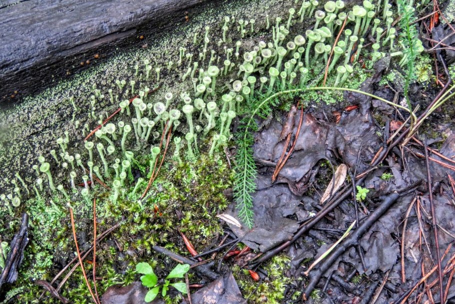 Лишайник кладония рогатая