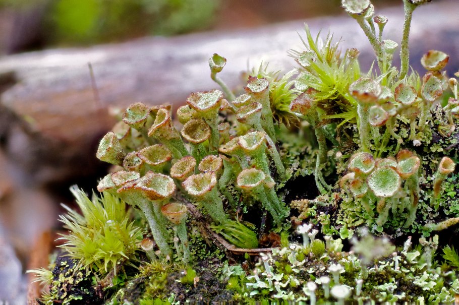 Кладония крыночковидная