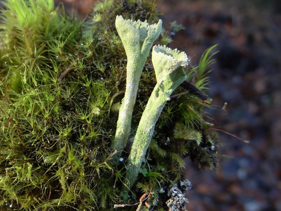 Кладония крыночковидная