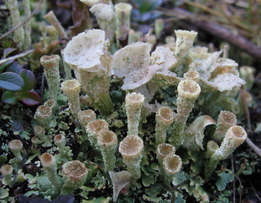 Кладония пиксидата