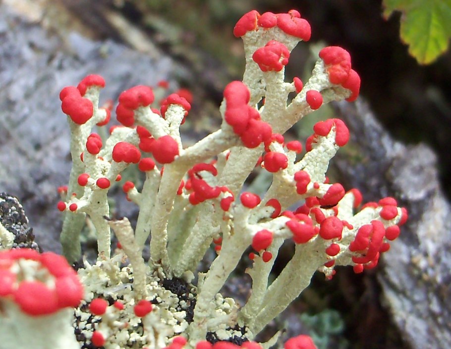 Кладония лишайник