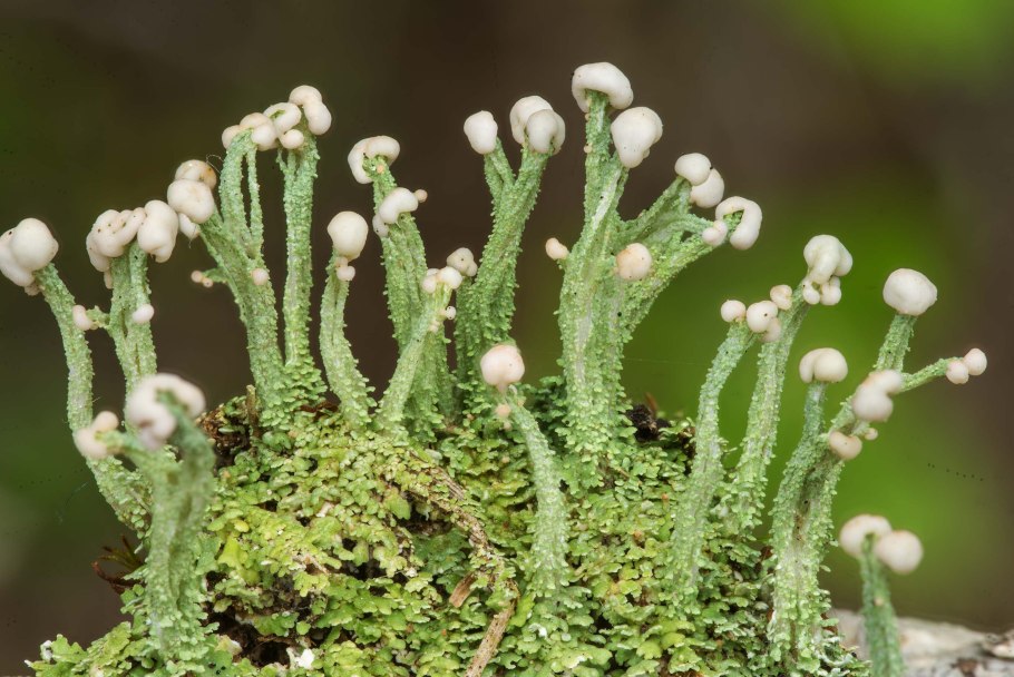 Кладония гроздевидная
