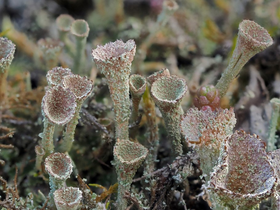 Кладония крыночковидная