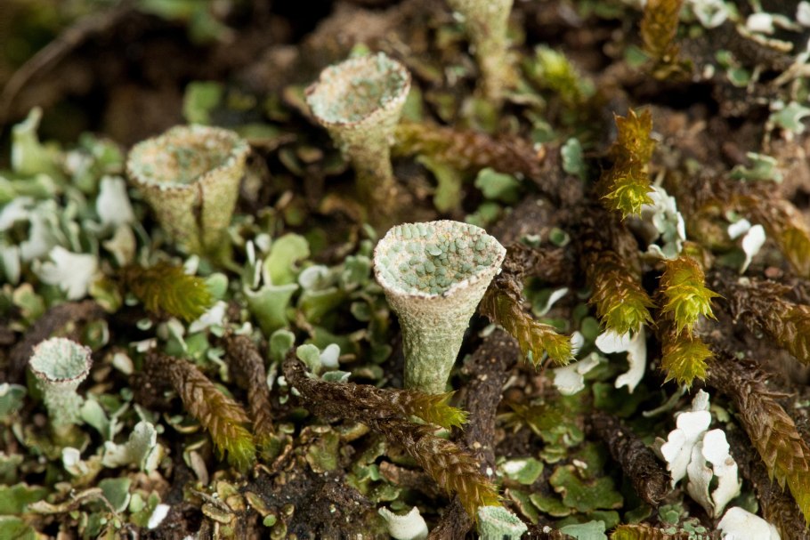 Кладония крыночковидная Cladonia pyxidata