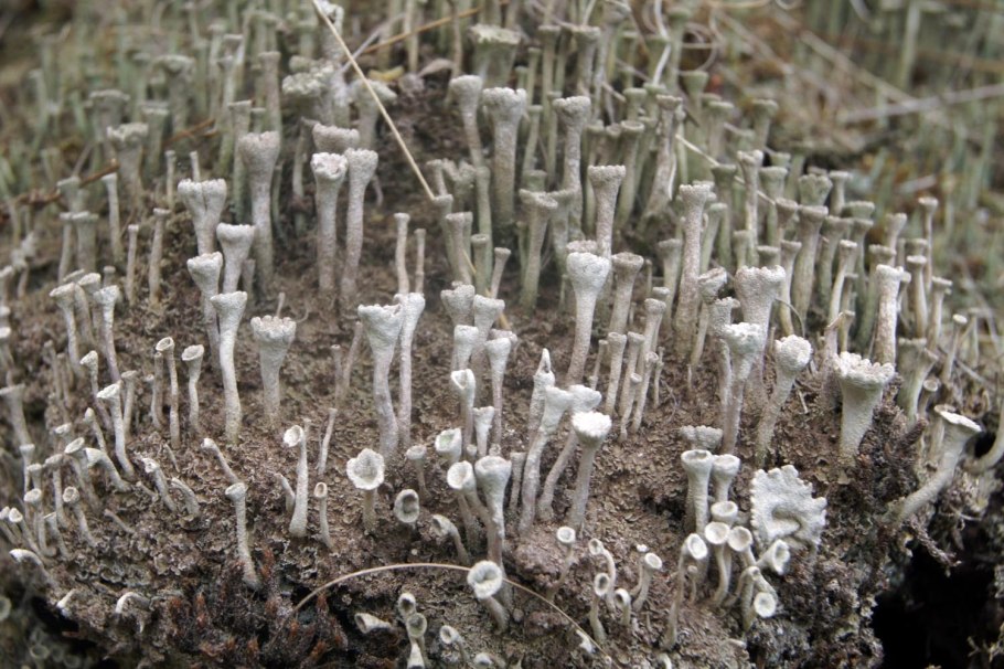 Кладония роговидная