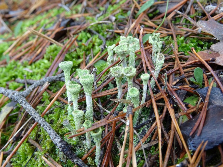 Кладония порошистая
