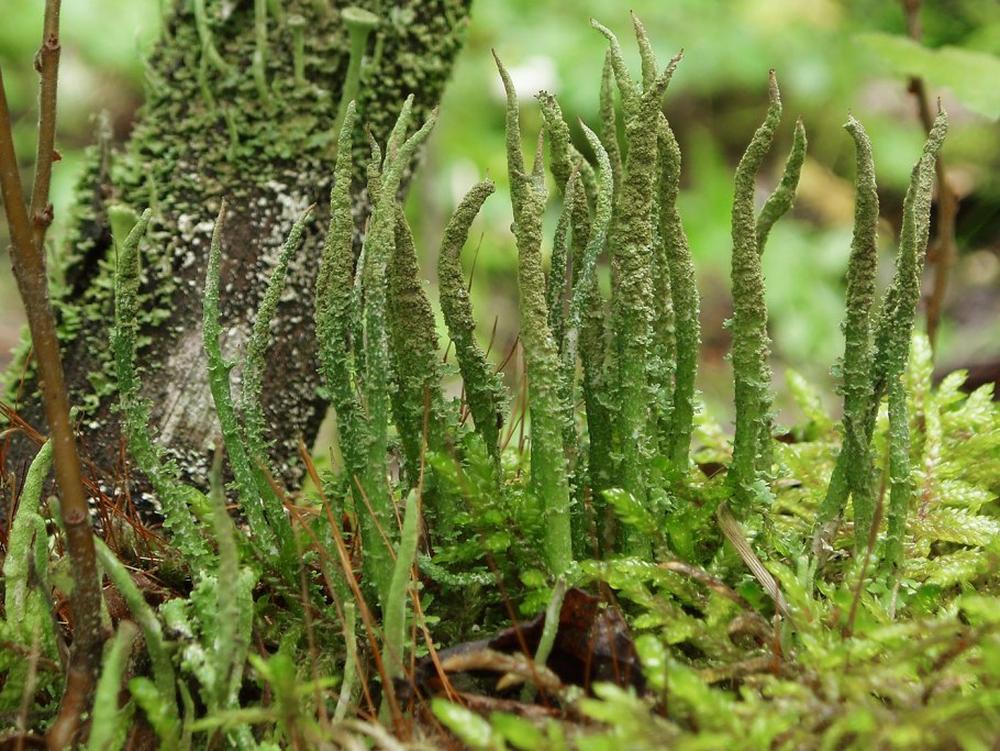 Cladonia ramulosa