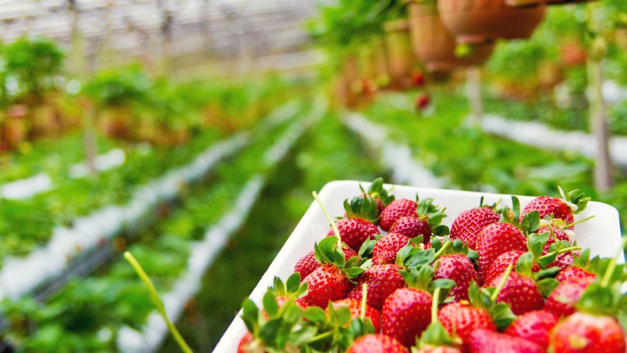 Земляника Садовая плантация