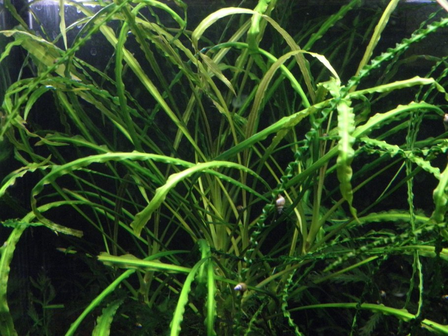 Криптокорина обратноспиральная (Cryptocoryne retrospiralis)