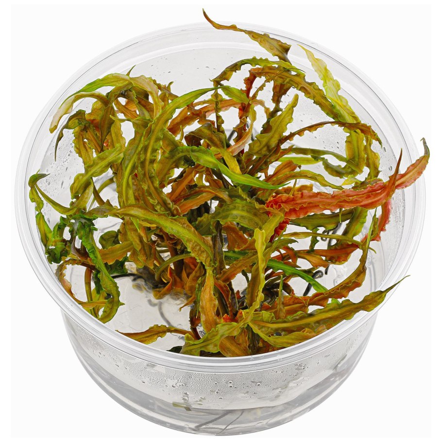 Cryptocoryne crispatula var.
