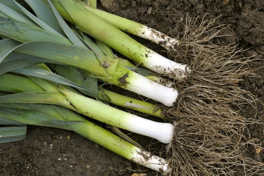 Лук порей ~250г