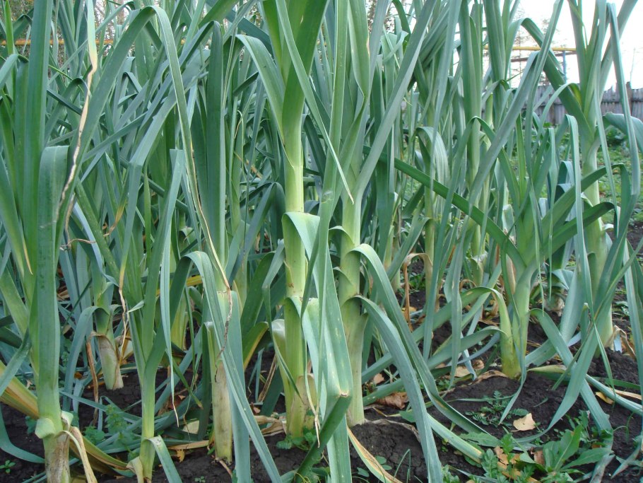 Цибуля порей