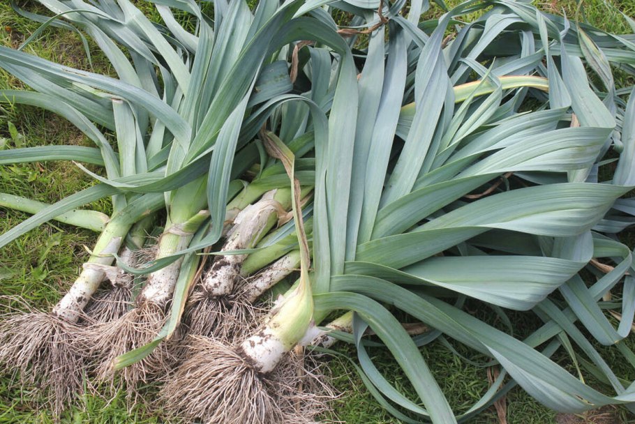 Лук порей Голиаф