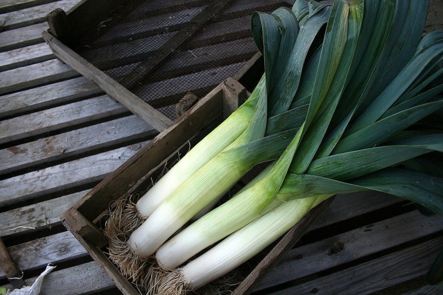 Лук порей фото