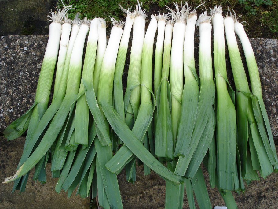Лук порей гиганто Росса f1