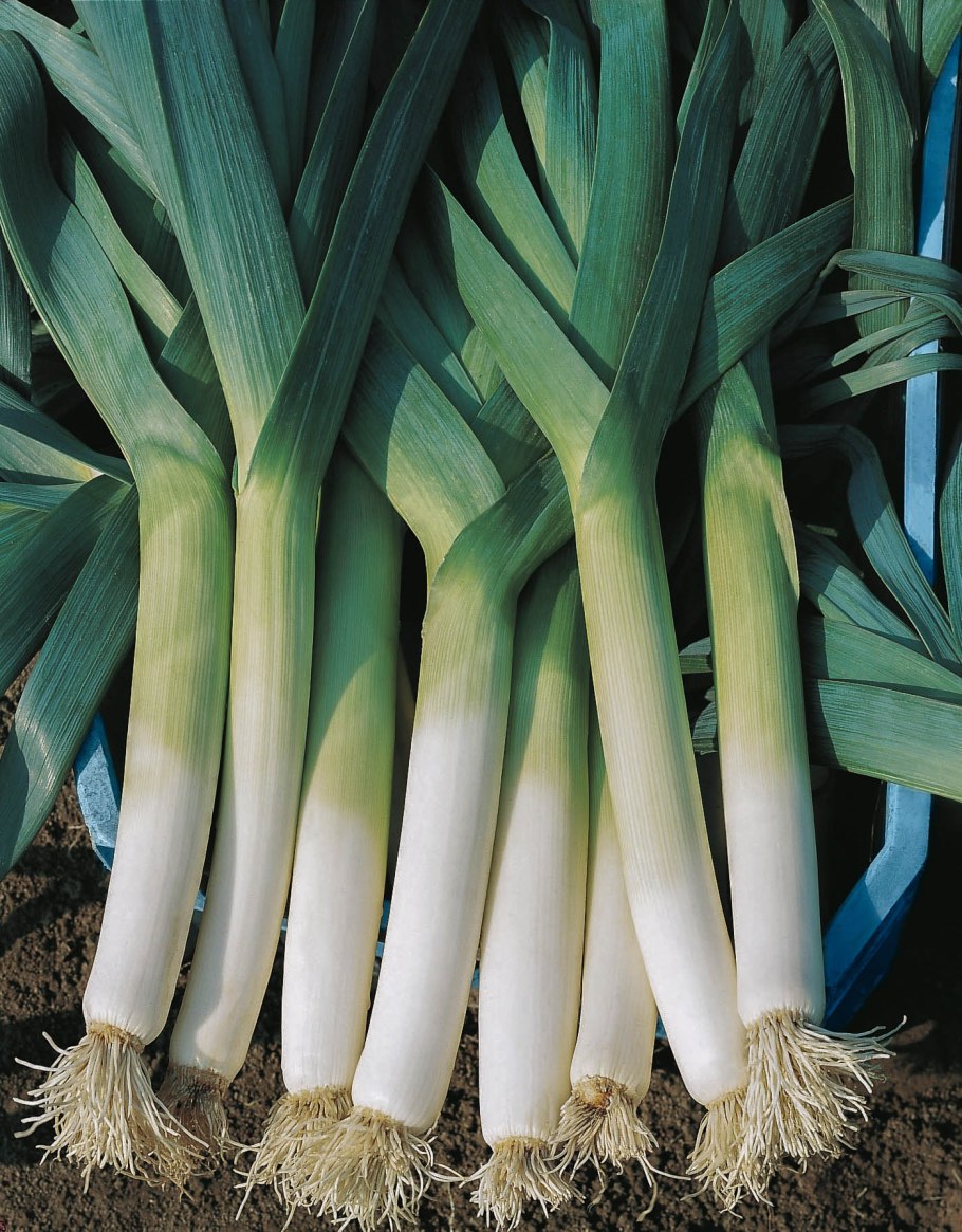 Лук порей спаржа