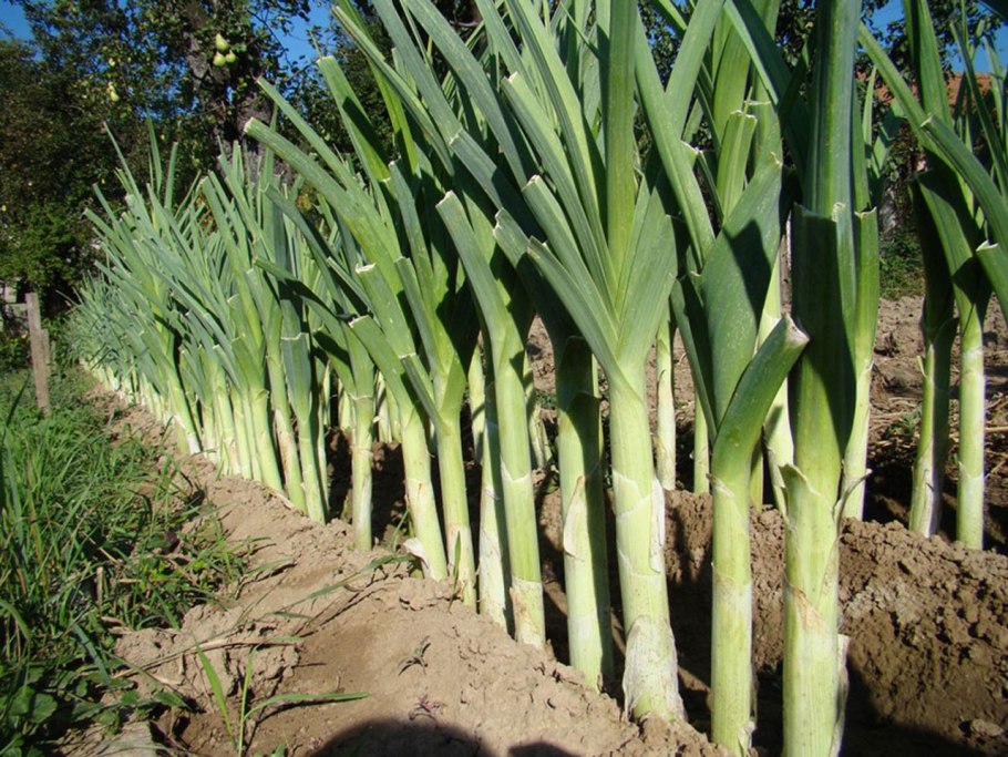 Лук порей нарезка