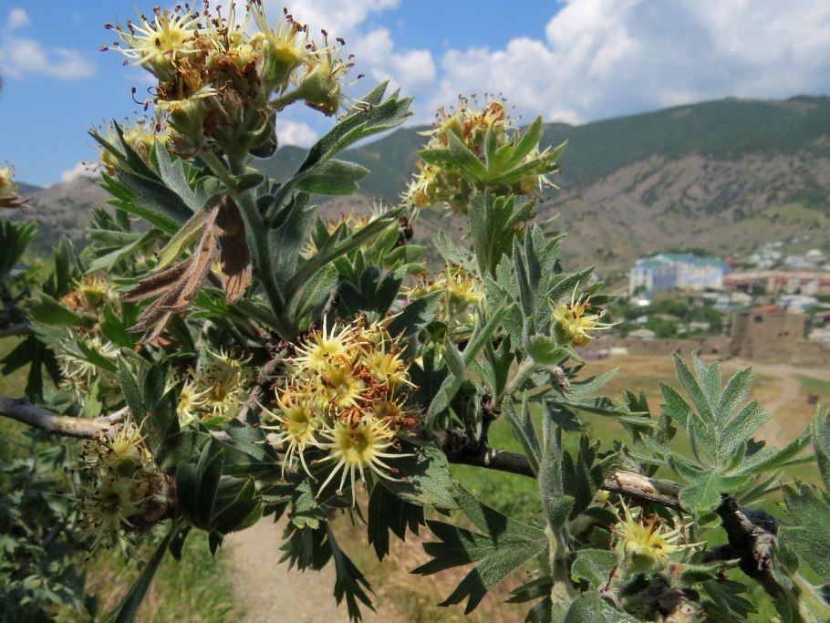 Боярышник Сибирский Crataegus sanguinea