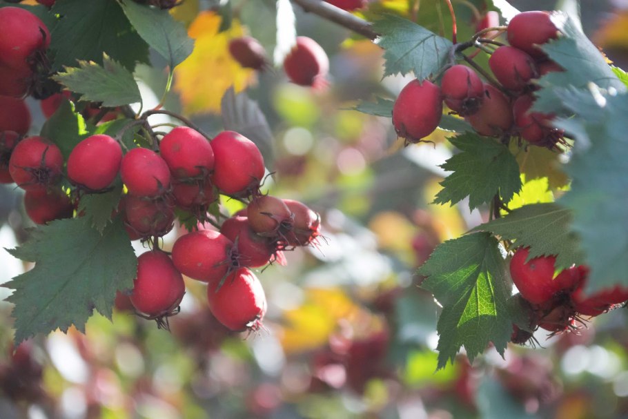 Черноплодная рябина