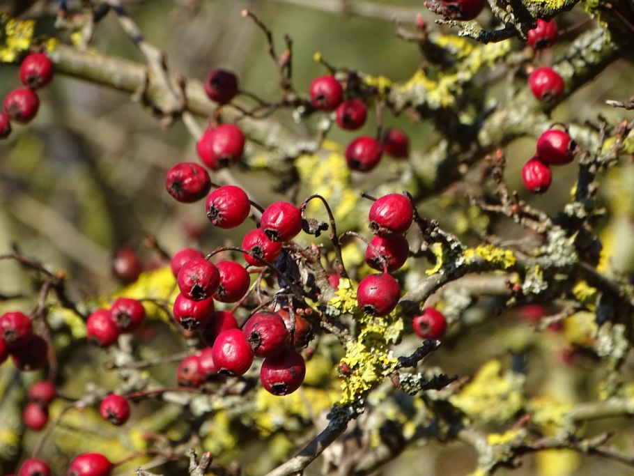 Crataegus Hawthorn