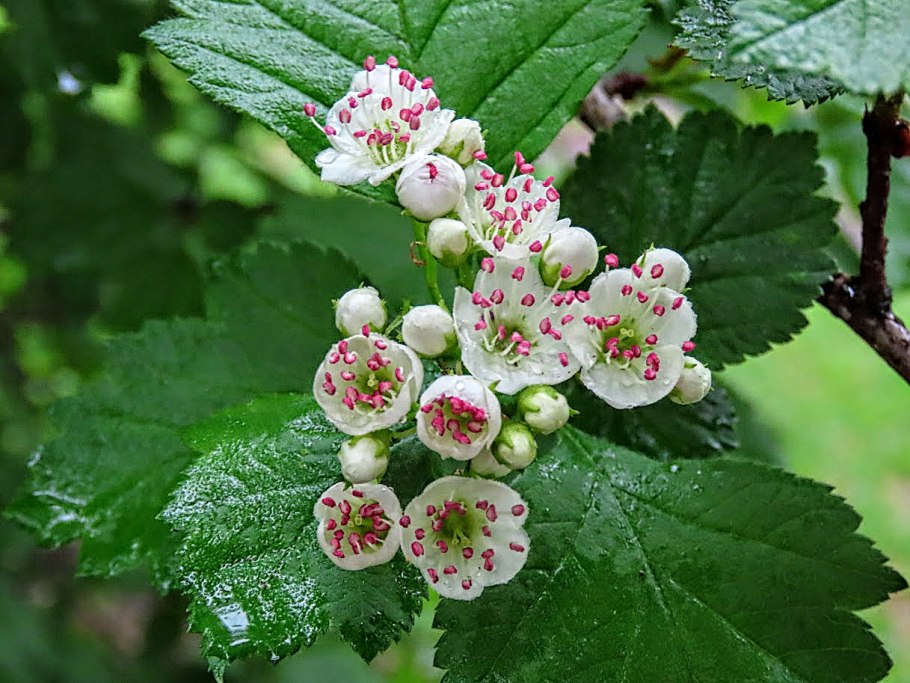 Боярышник шарлаховый