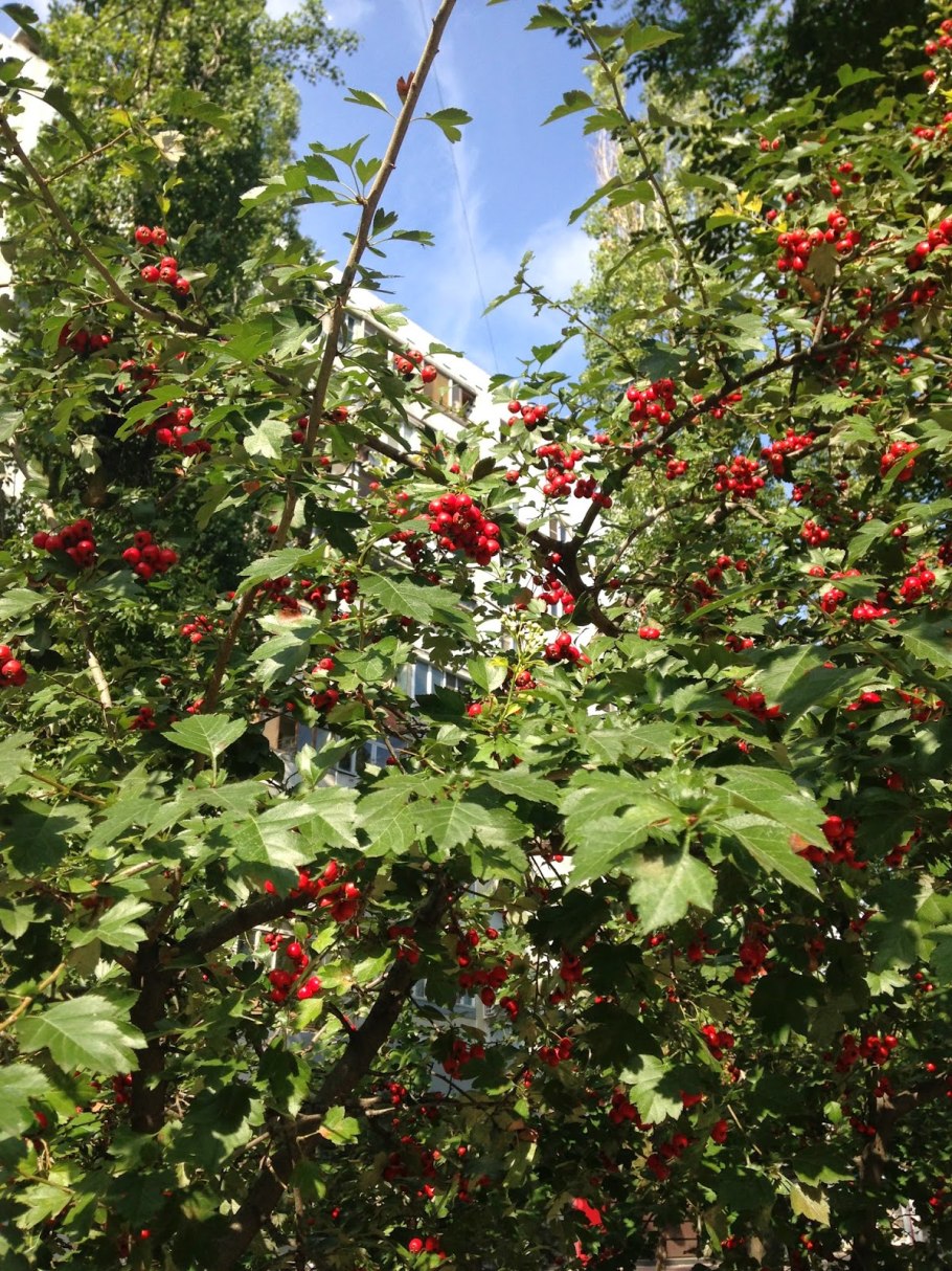 Боярышник древесина