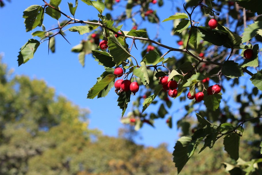 Дождь боярышник лучи света