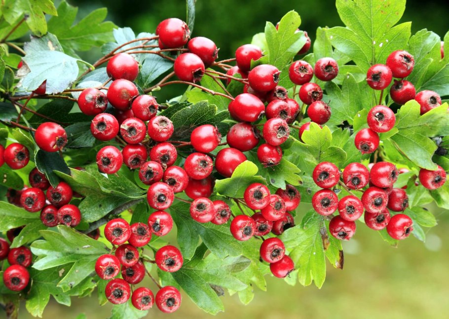 Боярышник однопестичный (crataegus monogyna)