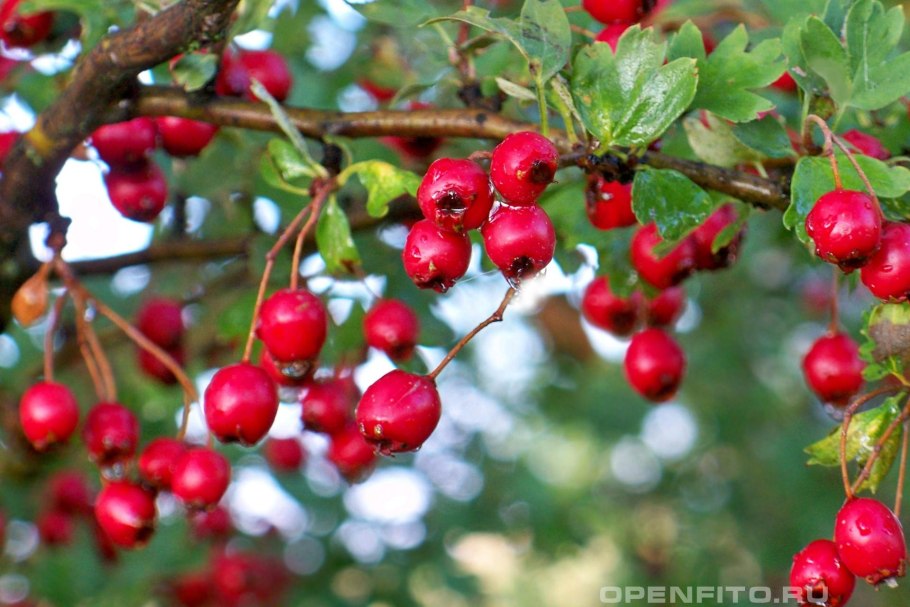 Боярышник кроваво-красный crataegus sanguinea
