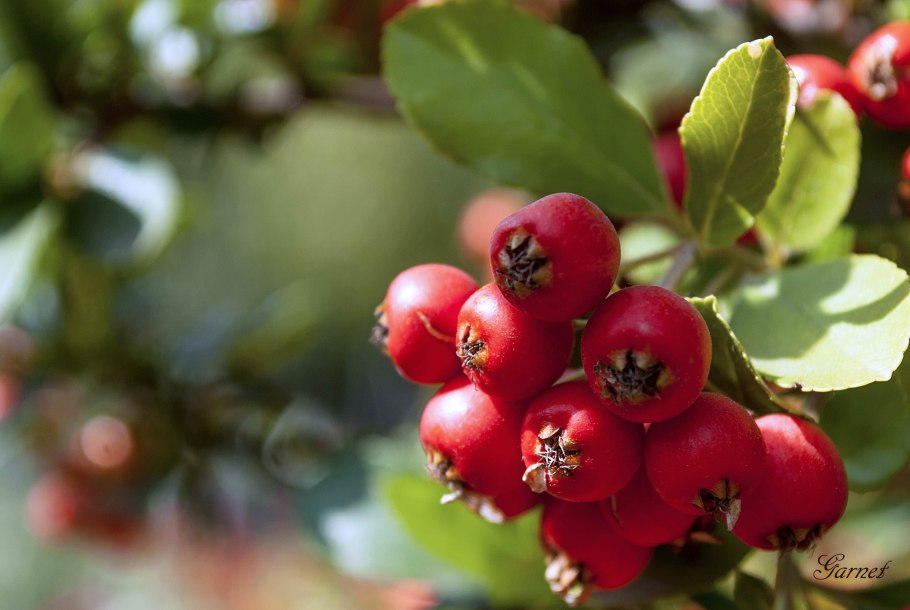 Боярышник круглолистный (crataegus coccinea)