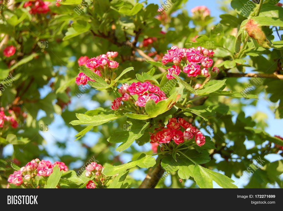 Боярышник пауль скарлет