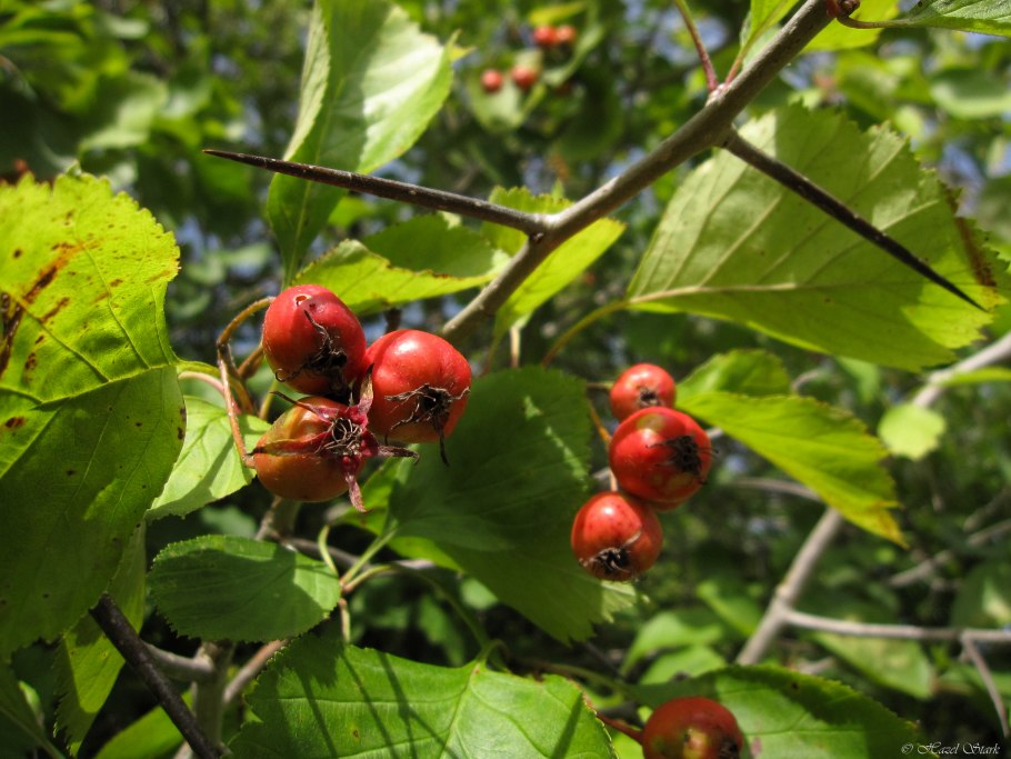 Боярышник Арнольда Crataegus arnoldiana