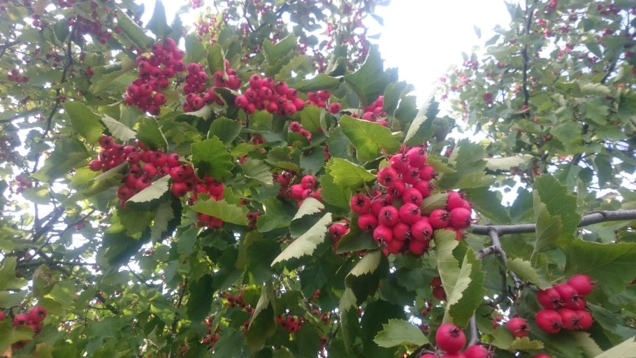 Боярышник осенью