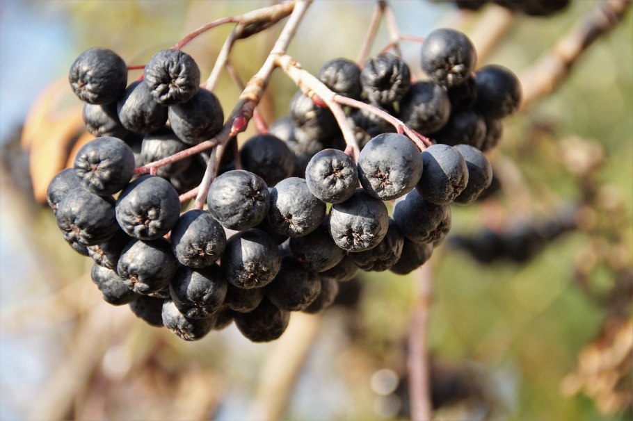 Боярышник черноплодный