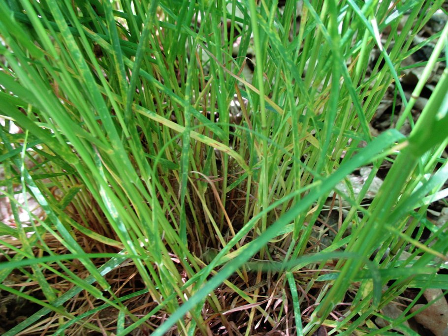 Лук афлатунский, Allium aflatunense