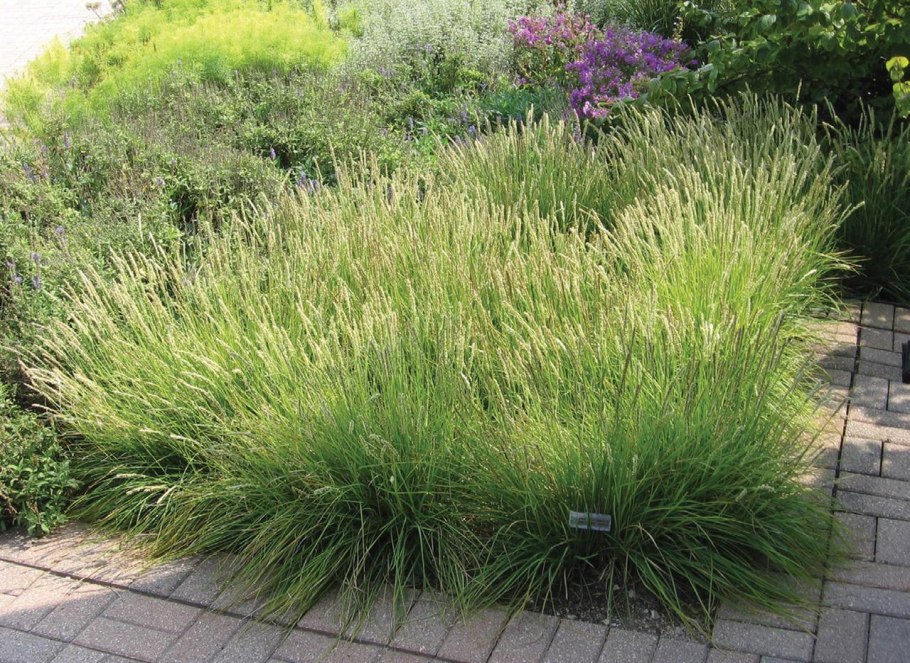 Лук угловатый (мышиный чеснок) – Allium angulosum (l.).