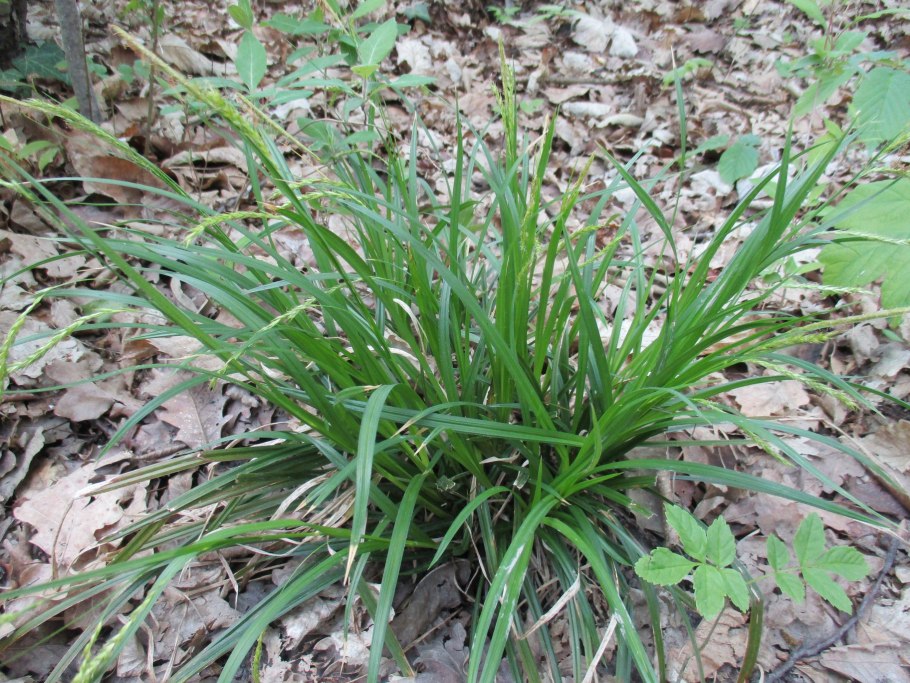 Молиния тростниковая Карл Форстер