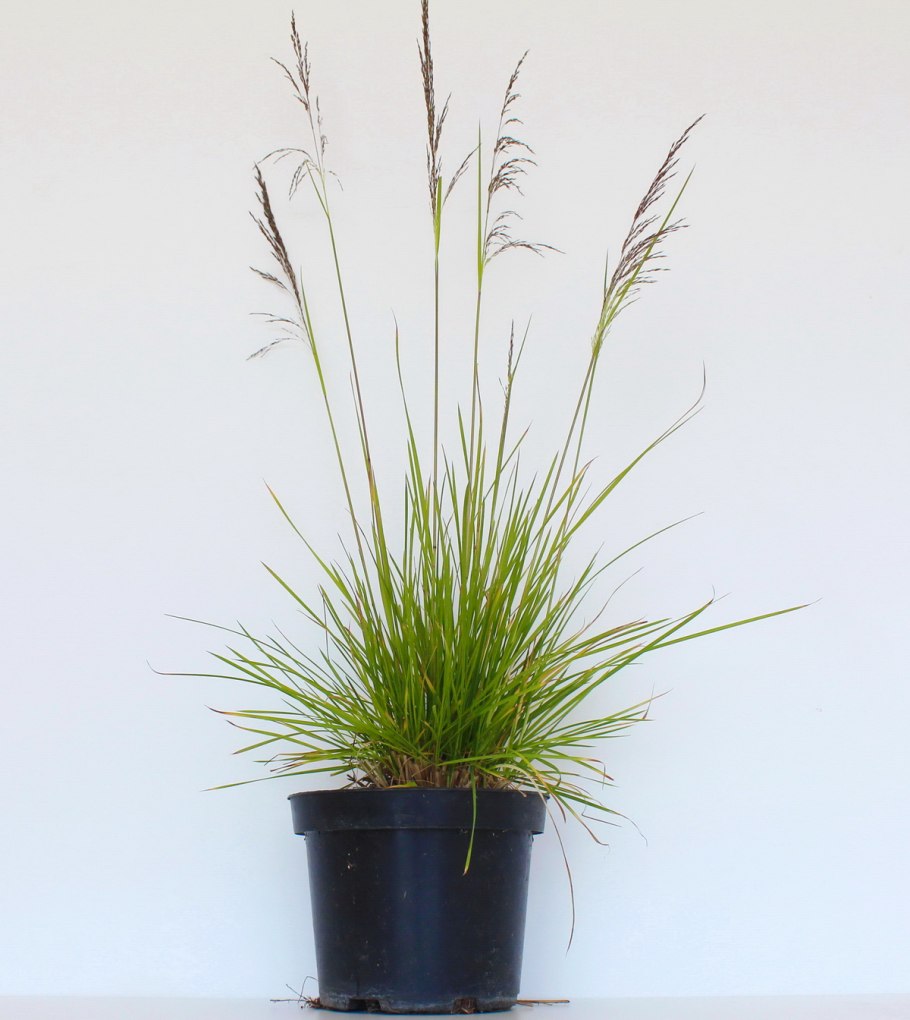 Щучка дернистая deschampsia cespitosa