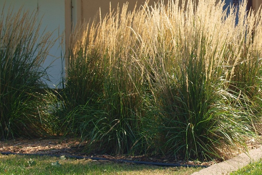 Шнитт слизун