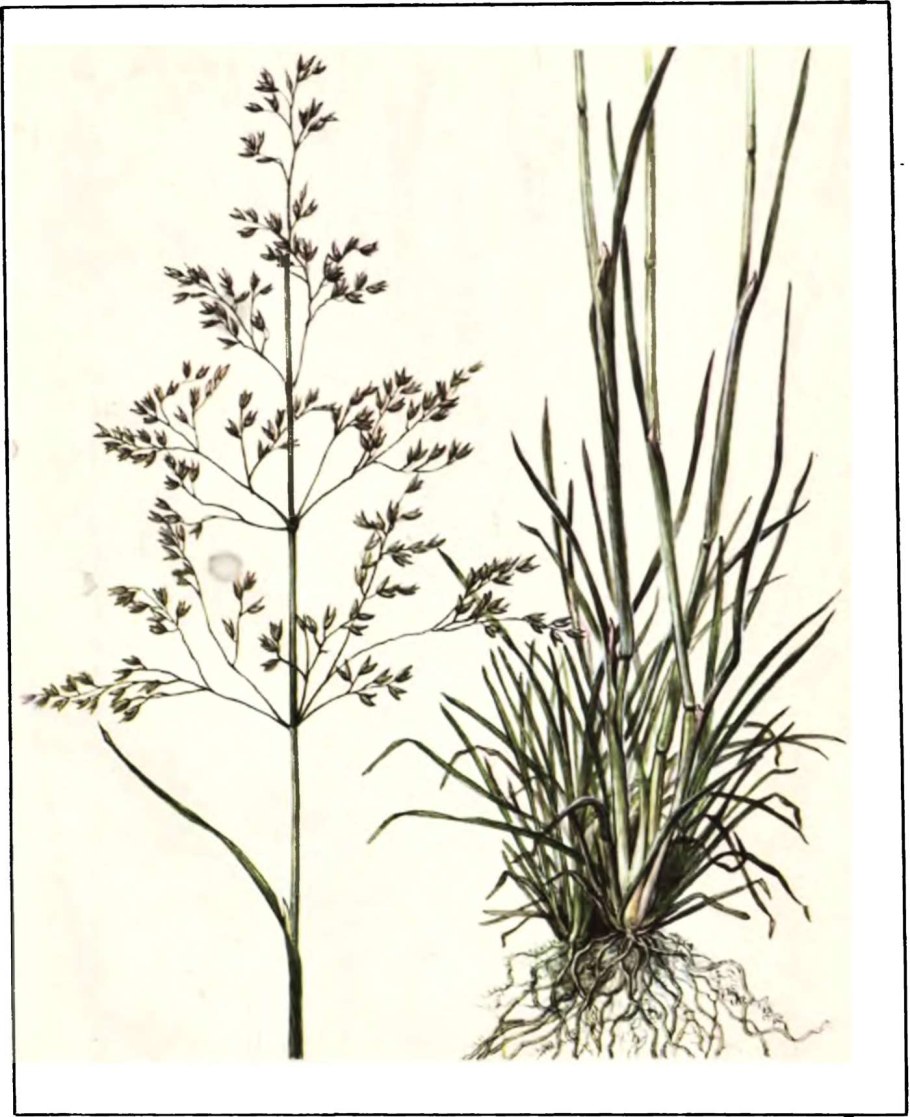 Щучка (луговик) турчанинова