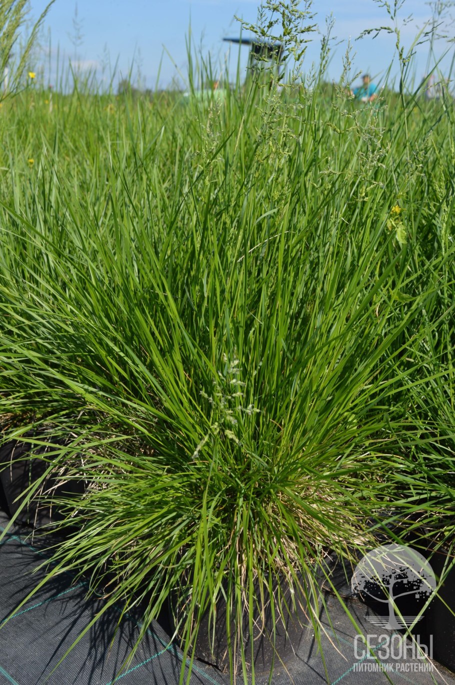 Щучка дернистая deschampsia cespitosa