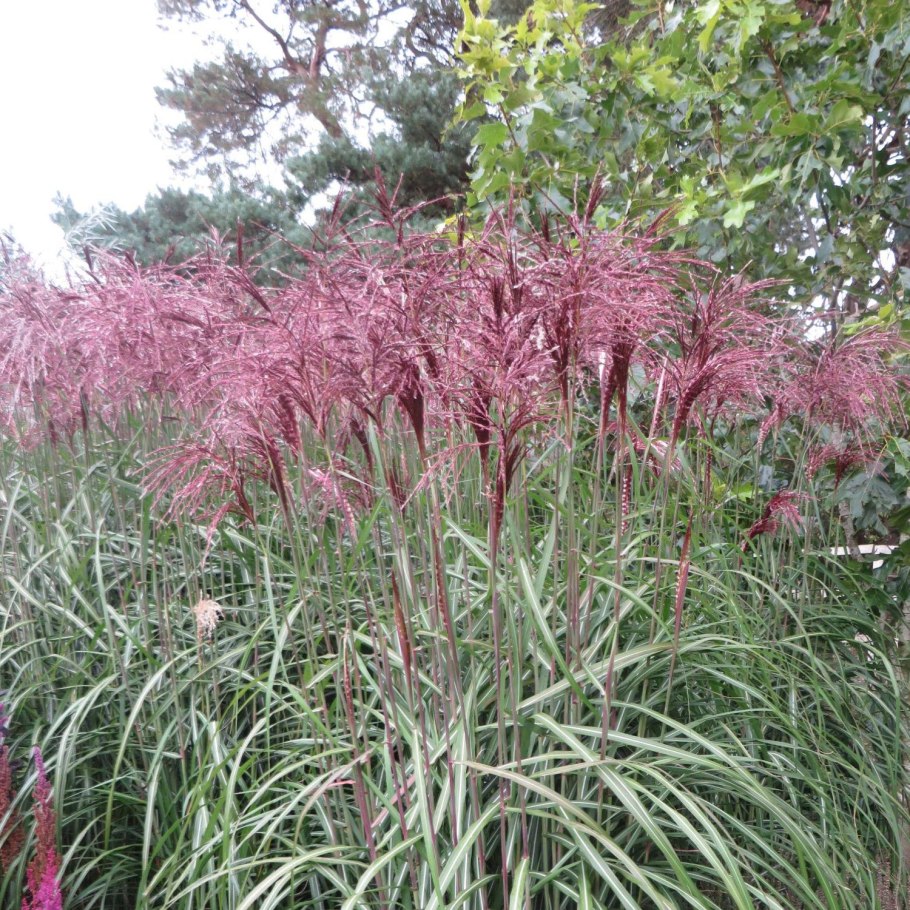 Мискантус malepartus