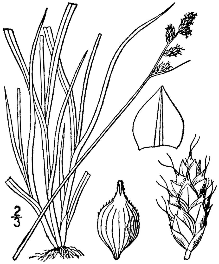 Carex brunnescens