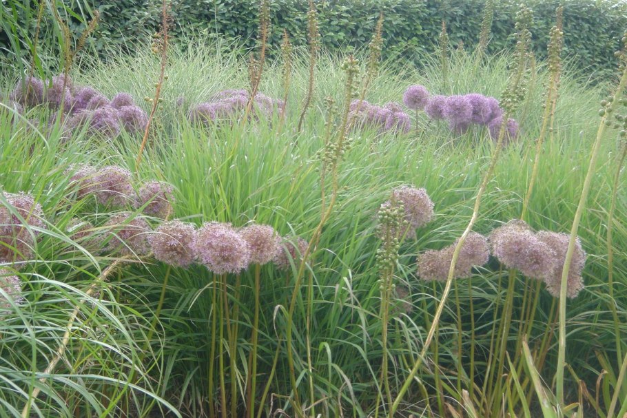 Осока дернистая