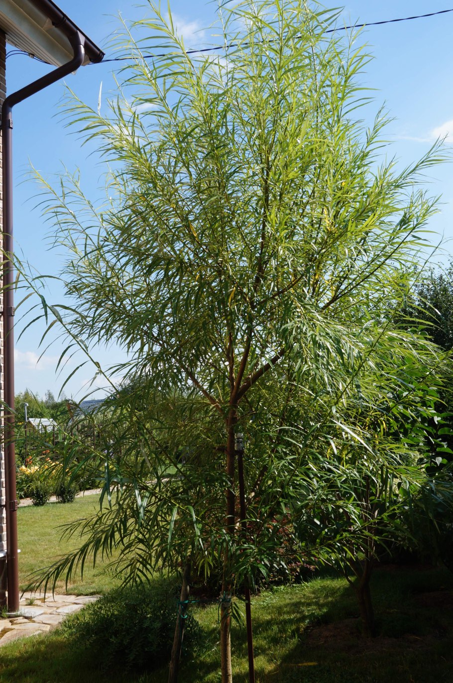 Ива ломкая bullata