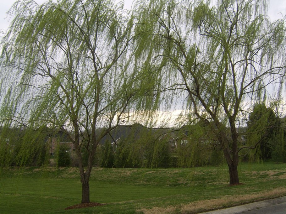Weeping willow